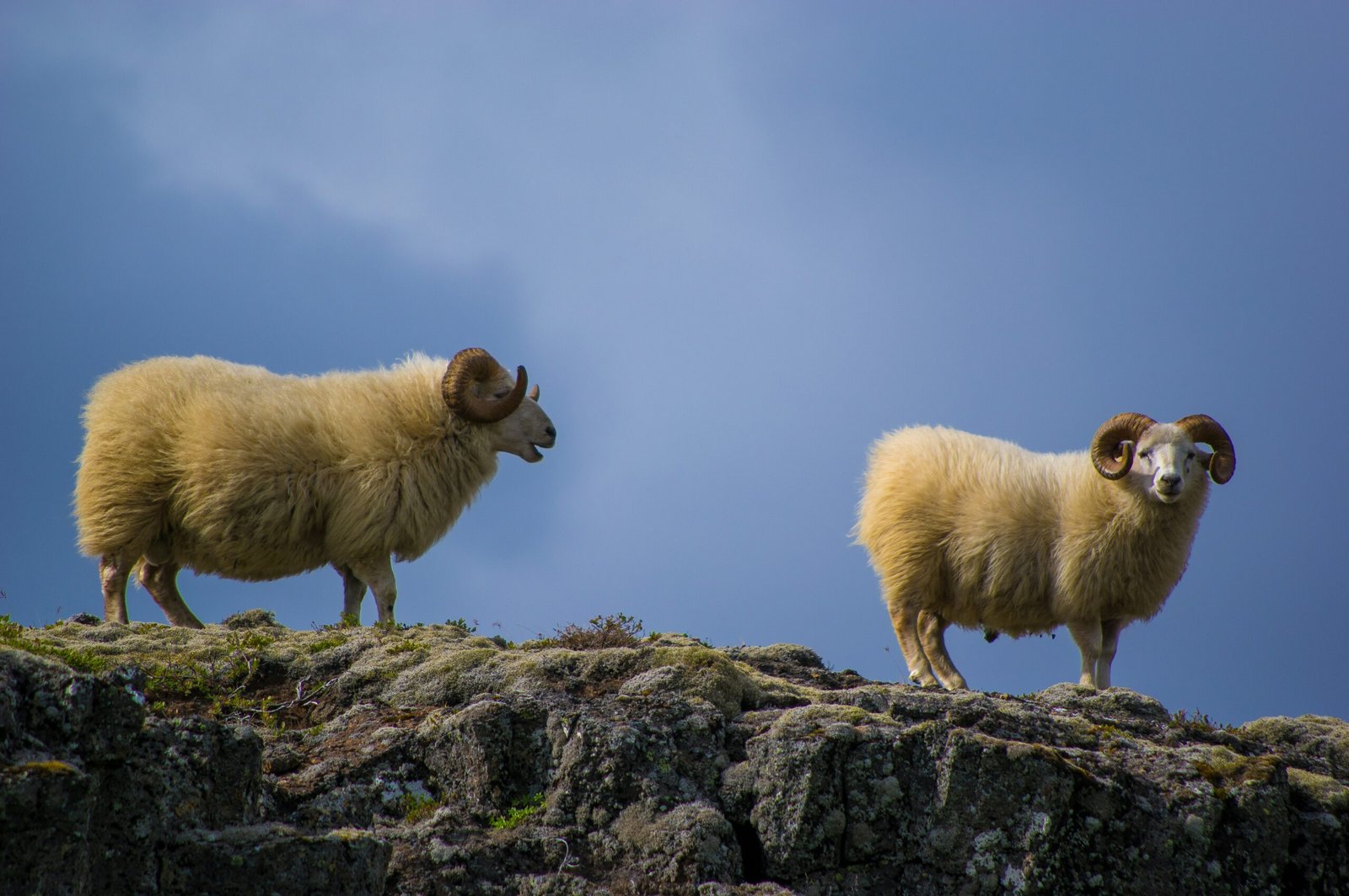 Exploring the Wildlife of Mountains: A Seasonal Guide to Animals in Winter and Summer